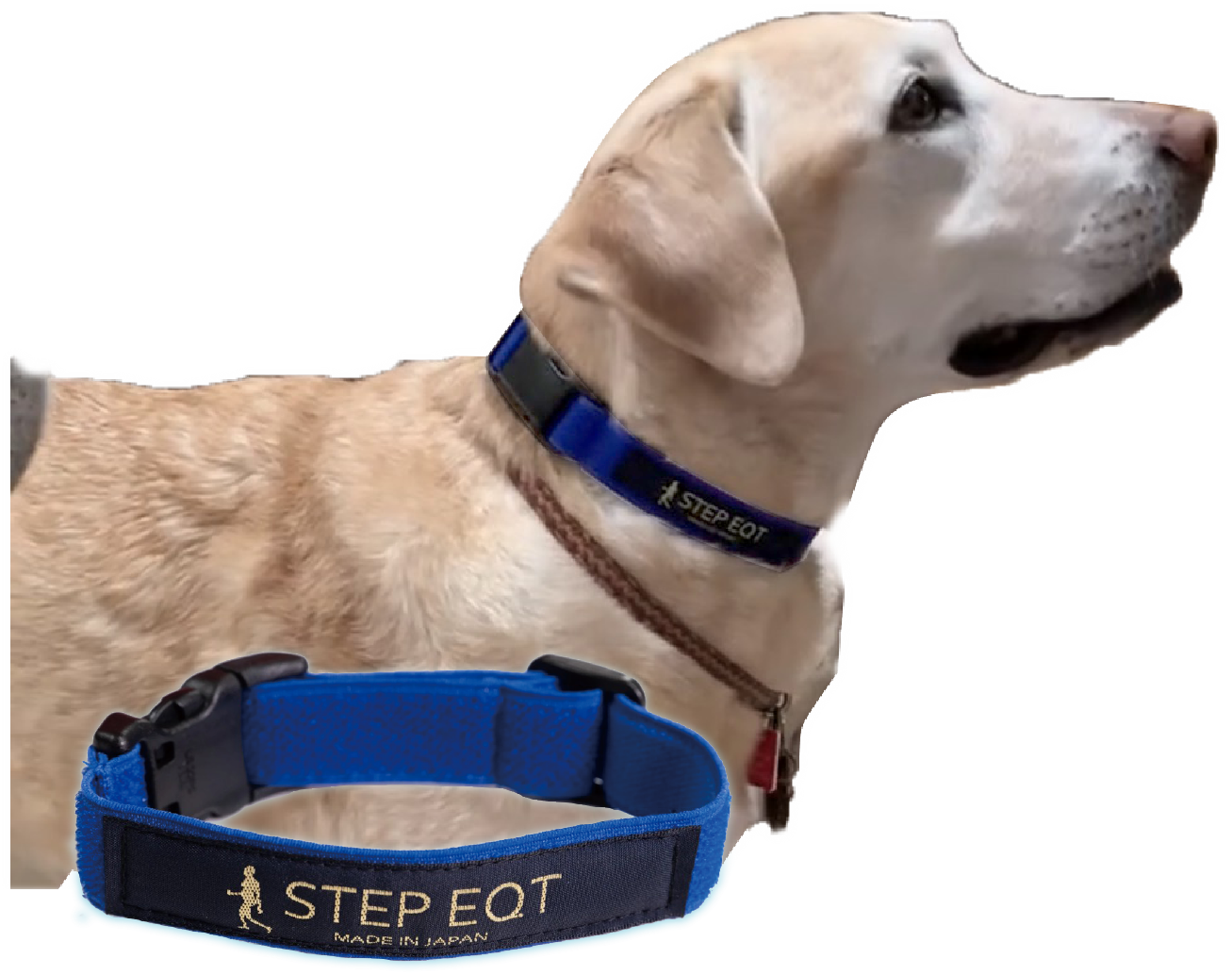 STEP EQT PRO 犬用アンクルバンド レギュラー1本 STEP EQT 歩けるくん